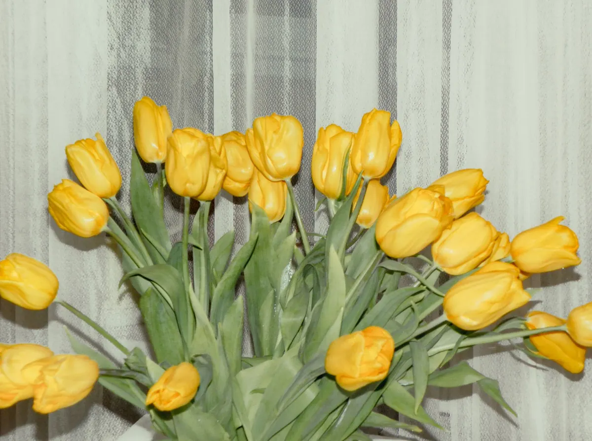 How to Force Tulips Indoors for Winter Colour