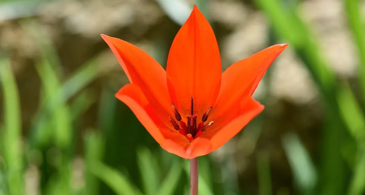 Species Tulips vs Hybrid Tulips: Which Should You Grow?
