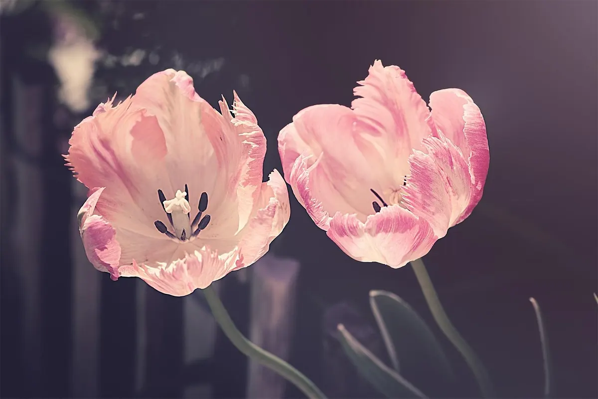 The UK Cut Tulip Market: Trends and Challenges in 2025
