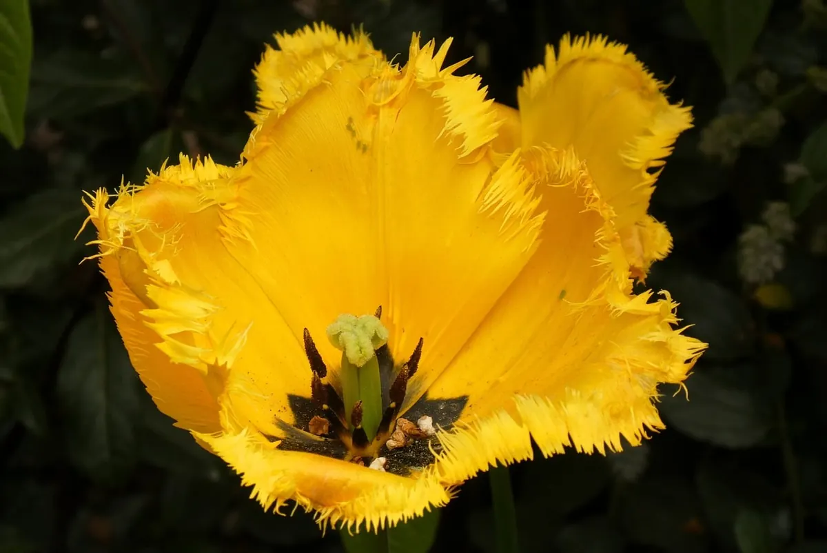 Top 10 Tulip Varieties for UK Gardens
